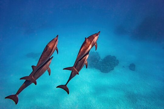 Dolphins over white sand in blue water during a snorkeling trip in the red sea