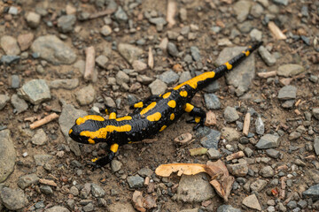 Close up of a black and yellow spotted fire salamander (Salamandra salamandra) on a forest path, Harz, Germany