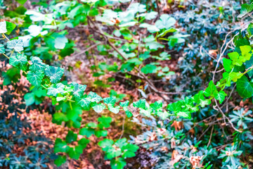 Climbing ivy plant with green leaves Rodini Park forest Rhodes.