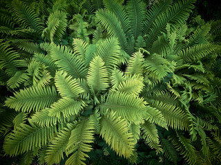 Fototapeta na wymiar Full frame of green Fern leafs natural background
