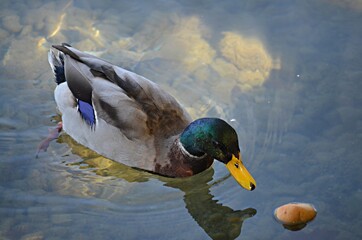 ánade real, ánade azulón o pato de collar (Anas platyrhynchos)