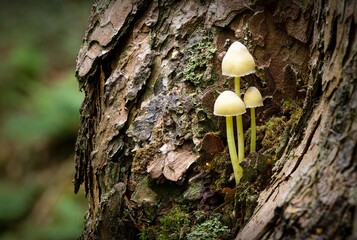 A close up of a group of bonnet mushrooms growing out of a tree trunk in woodland forest - obrazy, fototapety, plakaty