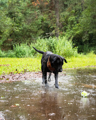 black labrador breed dog, playing with a ball in the water