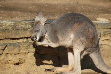 Small Macropus on the © Photojoy/Wirestock