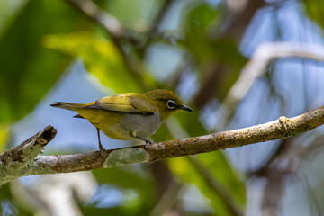 Nature wildlife image of Hume's White-eye bird standing on tree branches