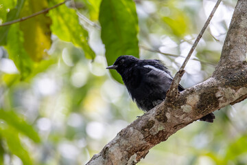 Nature wildlifd bird of Orintal Magpie-robin