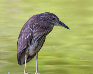 Nature wildlife image of little heron standing beside lake looking for food.