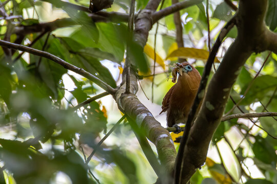 Nature wildlife image of Raffles's malkoha bird on deep jungle forest