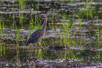 Nature wildlife image of Purple Heron. Ardea purpurea on paddy field