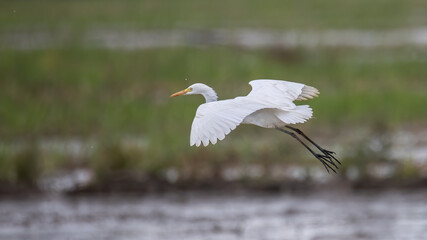 Nature wildlife image of cattle egret on paddy field