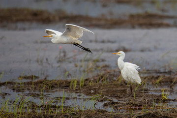 Nature wildlife image of cattle egret on paddy field
