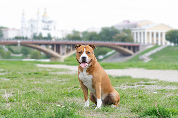 american staffordshire terrier in the park