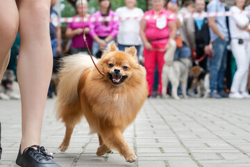 pomeranian dog on dog show