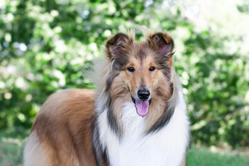 Fototapeta premium collie dog