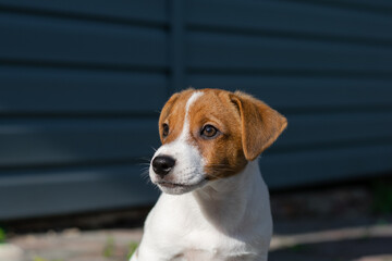 jack russell terrier puppy