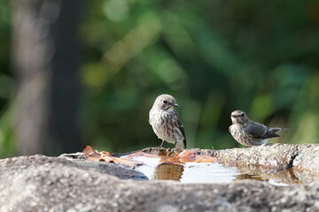 grey streaked flycatcher on the rock