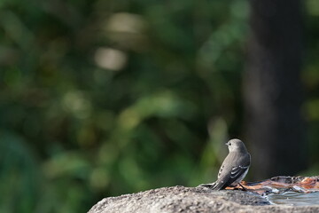 grey streaked flycatcher on the rock