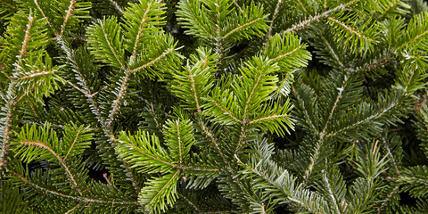 Background of Christmas tree green branches