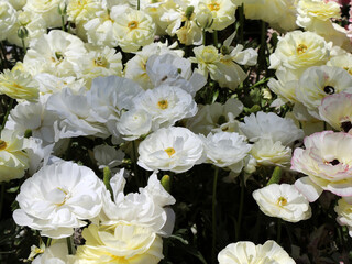 Beautiful brightly yellow, red, pink and white Ranunculi flowers in a garden setting