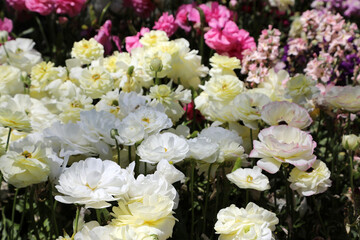 Beautiful brightly yellow, red, pink and white Ranunculi flowers in a garden setting