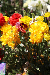 Beautiful brightly yellow, red, pink and white Ranunculi flowers in a garden setting