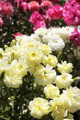 Beautiful brightly yellow, red, pink and white Ranunculi flowers in a garden setting