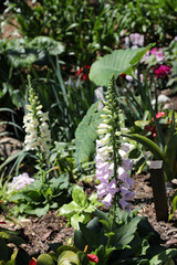 Beautiful tall foxglove flowers in garden setting in Queensland, Australia, surrounded by spring flowers