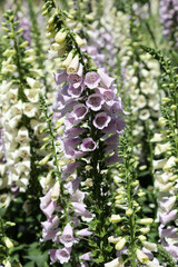 Beautiful tall foxglove flowers in garden setting in Queensland, Australia, surrounded by spring flowers