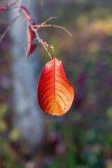 Red autumn leaf