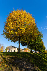 Autumn landscape with trees