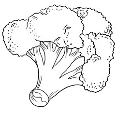 Line sketch broccoli vegetable isolated