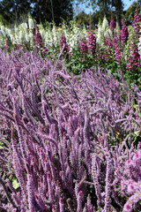 Beautiful purple Sea Lavender a herbaceous perennial plant also known as Rat tail Statice.