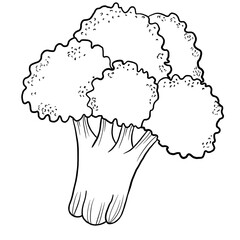 Line sketch broccoli vegetable isolated
