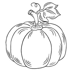 Line sketch pumpkin vegetable isolated