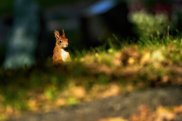 a red squirrel in the sunlight looks curiously over the hill