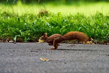 a red squirrel runs at full speed across the asphalt in front of a green meadow