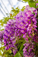 Obraz premium lavanda