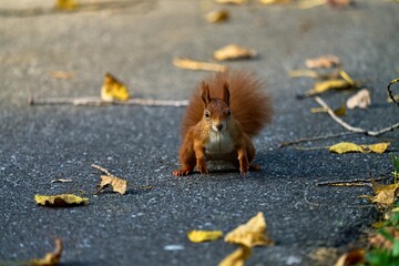 a curious red squirrel on the street with leaves jumps towards the camera