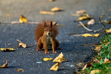 Close-up of a curious red squirrel with pretty button eyes and brush ears