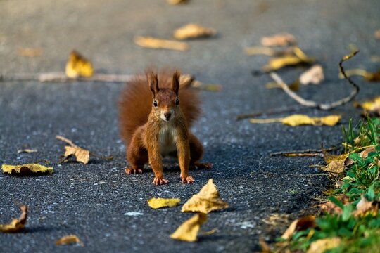 Close-up Of A Curious Red Squirrel With Pretty Button Eyes And Brush Ears