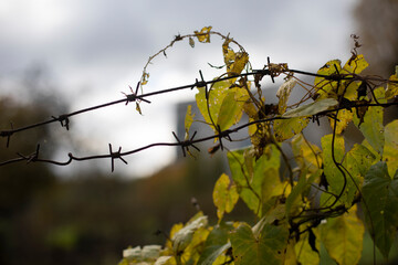 Barbed wire in the garden in Russia. Dangerous fence.