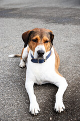 tricolor dog lying down while waiting for its owner