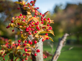red berries in the garden