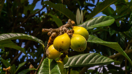 Ameixas em ameixeira