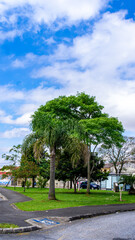 Árvores em uma bonita praça