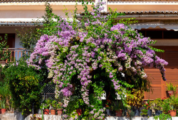 Fototapeta na wymiar Beautiful blooming bush of pink flowers. Greece.