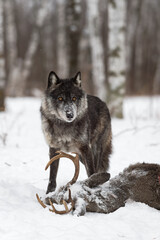 Black Phase Grey Wolf (Canis lupus) Stands Over Head of Deer Carcass Winter