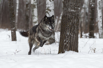 Fototapeta na wymiar Black Phase Grey Wolf (Canis lupus) Bounds Through Snowy Forest Winter