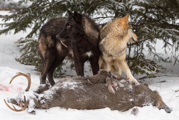 Black Phase Grey Wolf (Canis lupus) and Packmate Look in Opposite Directions Over Deer Carcass...