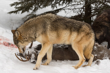 Fototapeta premium Grey Wolf (Canis lupus) Sniffs at Head of White-Tail Deer Carcass Black Packmate Behind Winter